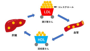 コレステロール値２