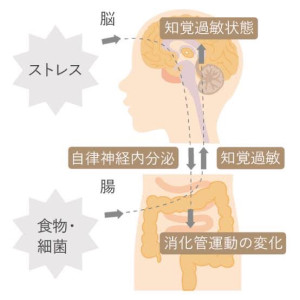 腸内環境２
