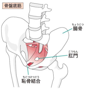 骨盤底筋２