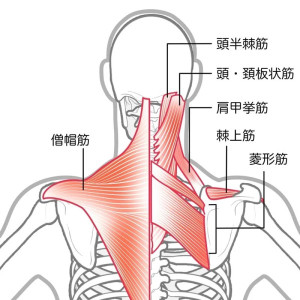 肩甲骨２